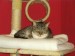 Thumbs/tn_Bild 008.jpg